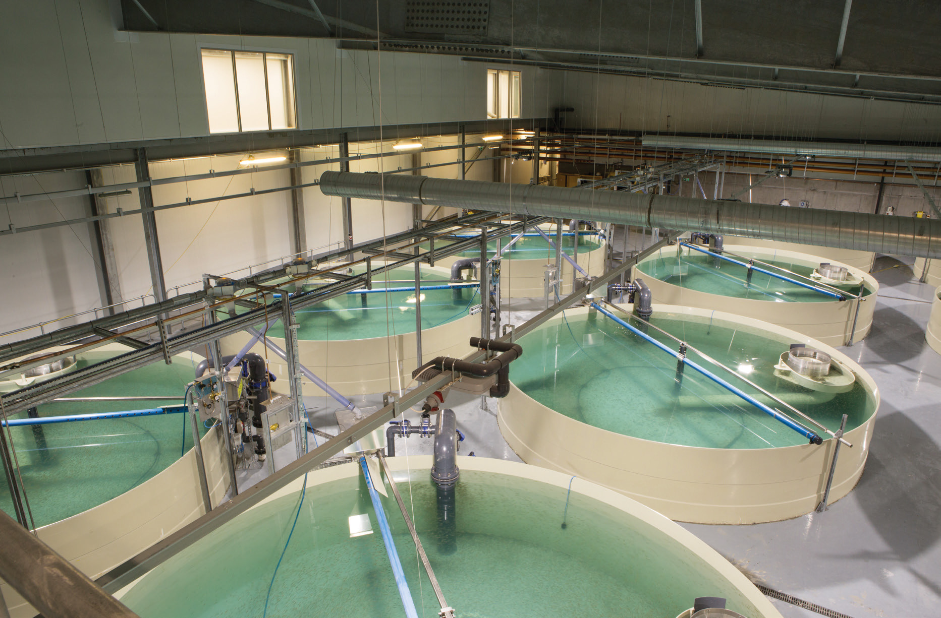 Inchmore Hatchery