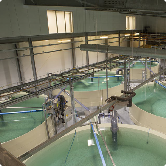 Aquaculture Tank Maintenance Filtration