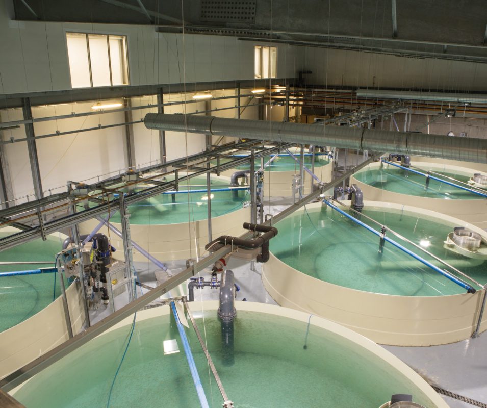 Inchmore Hatchery